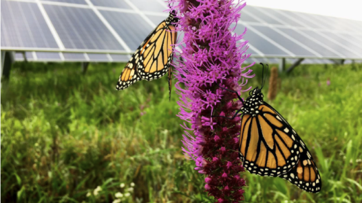 Pollinator-Friendly Solar in Indiana